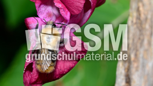 Ackerhummel (14).jpg